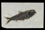 Fossil Fish (Knightia) - Huge For Species! #113993-1